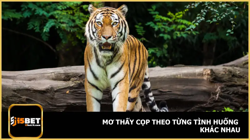 Mơ Thấy Cọp Là Điềm Gì? i5bet Gợi Ý Số Đánh Chuẩn 4 Mỗi hoàn cảnh trong giấc mơ sẽ kéo theo một ý nghĩa riêng biệt