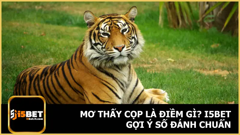 Mơ Thấy Cọp Là Điềm Gì? i5bet Gợi Ý Số Đánh Chuẩn