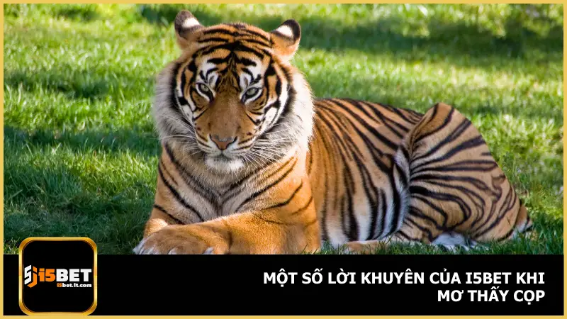 Mơ Thấy Cọp Là Điềm Gì? i5bet Gợi Ý Số Đánh Chuẩn 3 Mơ thấy cọp không chỉ nên được xem như một điềm báo tốt hay xấu đơn thuần
