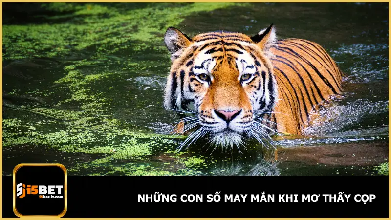 Mơ Thấy Cọp Là Điềm Gì? i5bet Gợi Ý Số Đánh Chuẩn 5 Mơ thấy cọp cũng là cơ hội không thể bỏ qua để lựa chọn con số tài lộc