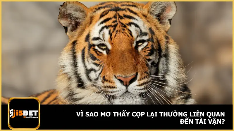 Mơ Thấy Cọp Là Điềm Gì? i5bet Gợi Ý Số Đánh Chuẩn 2 Không ít người chơi tại i5bet thắc mắc vì sao cọp lại thường gắn với vận may tài chính